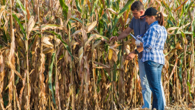 В США завершается сев кукурузы
